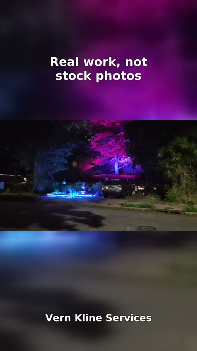 A large oak tree wrapped in purple LED lights at night